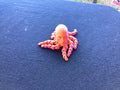 Man head octopus
