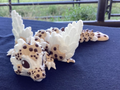 Cookie n cream dragon